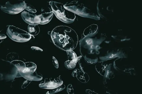 發光水母 4K桌布 · underwater · 3840×2562