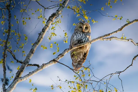 Eule 4K Hintergrundbild · animals · 3840×2560