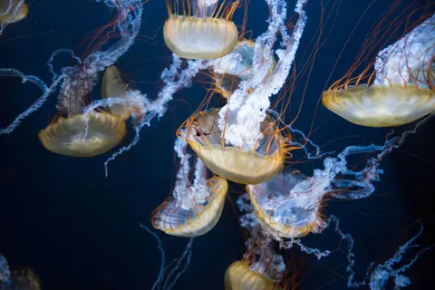 發光水母 4K桌布 · underwater · 3840×2563