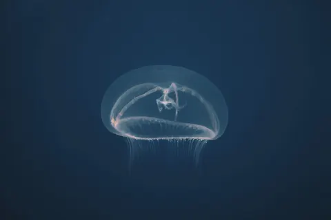 發光水母 4K桌布 · underwater · 3840×2560