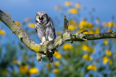 Owl 4K Wallpaper · animals · 3840×2560