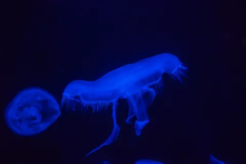 发光水母 4K壁纸 · underwater · 3840×2560