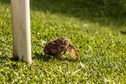 Fond d'écran Hibou 4K · animals · 3840×2560