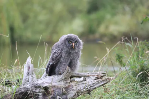 Fond d'écran Hibou 4K · animals · 3840×2560