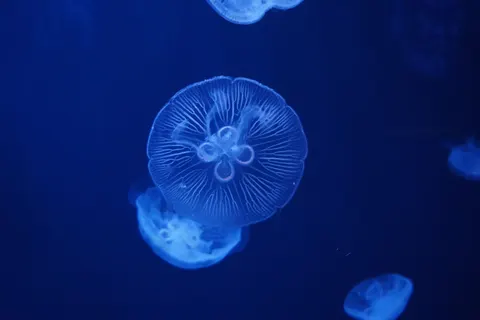 發光水母 4K桌布 · underwater · 3840×2560