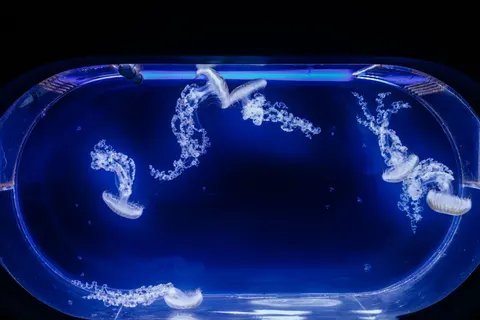 Tapeta Świecąca Meduza 4K · underwater · 3840×2560