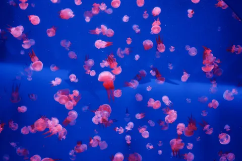 发光水母 4K壁纸 · underwater · 3840×2560
