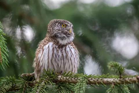 خلفية بومة بدقة 4K · animals · 3840×2561