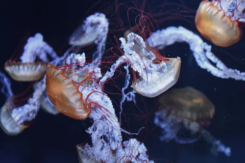 發光水母 4K桌布 · underwater · 3840×2560