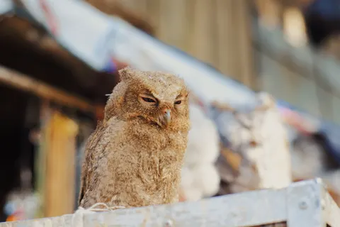 Eule 4K Hintergrundbild · animals · 3840×2560