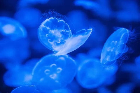 发光水母 4K壁纸 · underwater · 3840×2560