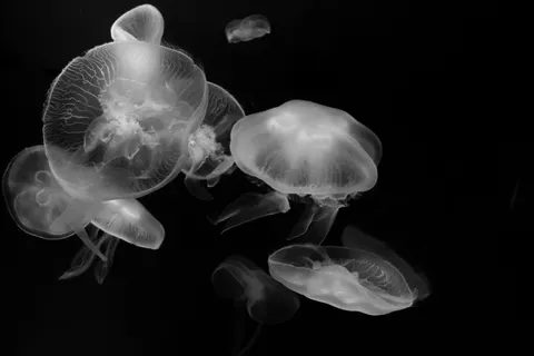 發光水母 4K桌布 · underwater · 3840×2560