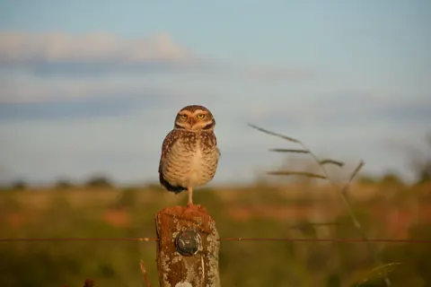 Owl 4K Wallpaper · animals · 3840×2560