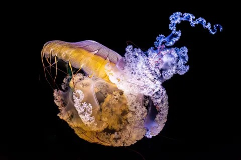 Parlayan Denizanası 4K Duvar Kağıdı · underwater · 3840×2560
