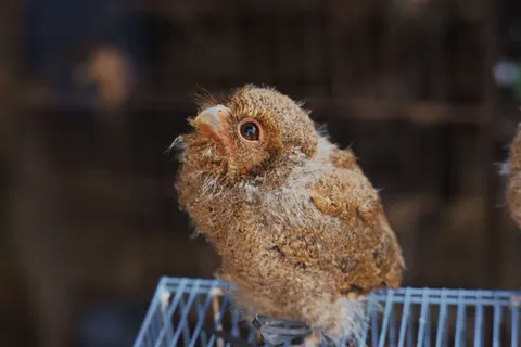 Fond d'écran Hibou 4K · animals · 3840×2560