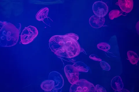 Tapeta Świecąca Meduza 4K · underwater · 3840×2560