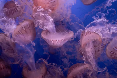 Tapeta Świecąca Meduza 4K · underwater · 3840×2560