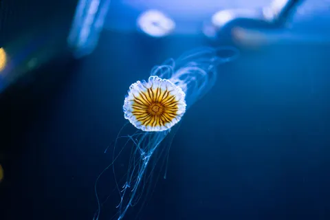 发光水母 4K壁纸 · underwater · 3840×2560