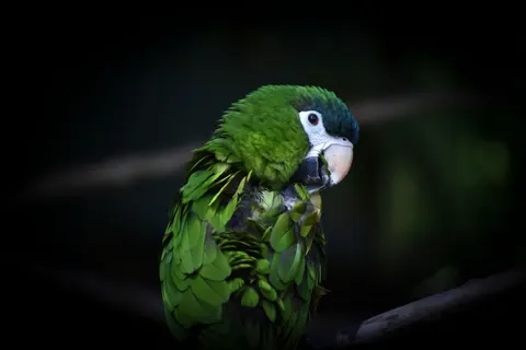 열대 새 4K 배경화면 · animals · 3840×2560