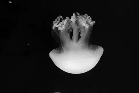 发光水母 4K壁纸 · underwater · 3840×2560