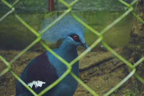 Fond d'écran Oiseau tropical 4K · animals · 3840×2560