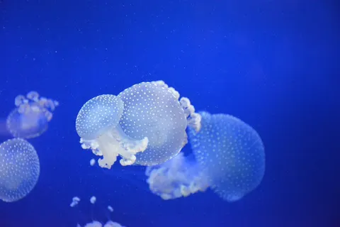 Tapeta Świecąca Meduza 4K · underwater · 3840×2560
