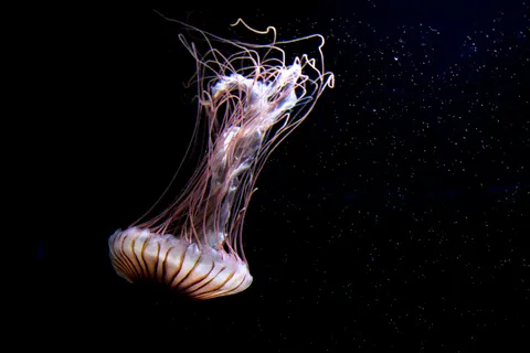 發光水母 4K桌布 · underwater · 3840×2560