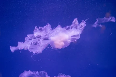 發光水母 4K桌布 · underwater · 3840×2560