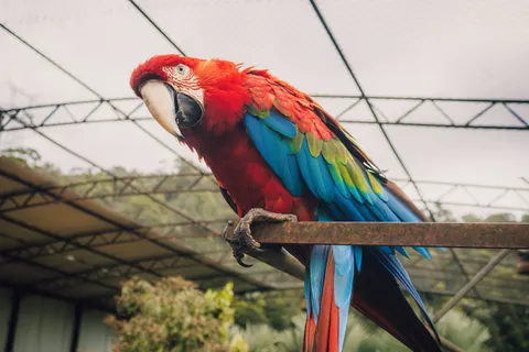 Papel de parede Ave tropical 4K · animals · 3840×2560