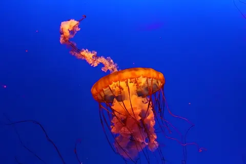 发光水母 4K壁纸 · underwater · 3840×2560