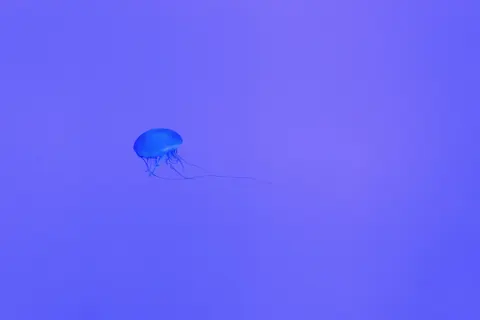 Tapeta Świecąca Meduza 4K · underwater · 3840×2560