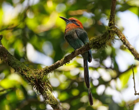 Fond d'écran Oiseau tropical 4K · animals · 3840×3034