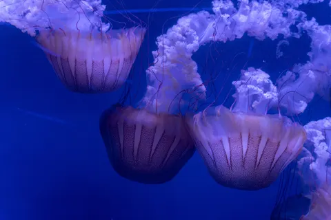 發光水母 4K桌布 · underwater · 3840×2560