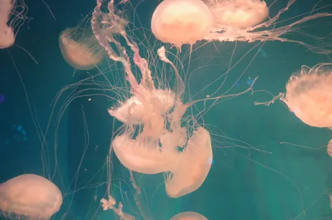 發光水母 4K桌布 · underwater · 3840×2553
