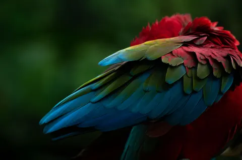 Tropical Bird 4K Wallpaper · animals · 3840×2555