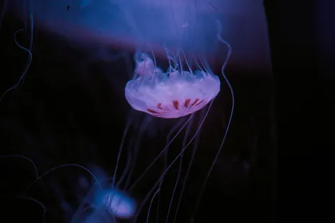 Parlayan Denizanası 4K Duvar Kağıdı · underwater · 3840×2560