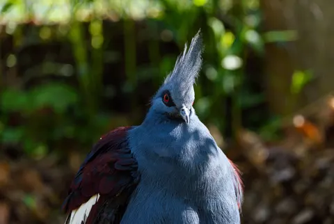 Tropical Bird 4K Wallpaper · animals · 3840×2575
