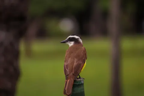 Fond d'écran Oiseau tropical 4K · animals · 3840×2560
