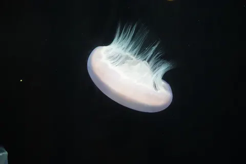 發光水母 4K桌布 · underwater · 3840×2560