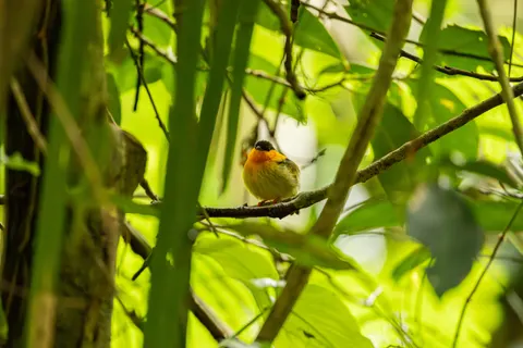 خلفية طائر استوائي بدقة 4K · animals · 3840×2560