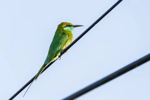 Fond d'écran Oiseau tropical 4K · animals · 3840×2560