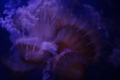 發光水母 4K桌布 · underwater · 3840×2560