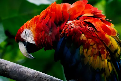 خلفية طائر استوائي بدقة 4K · animals · 3840×2560