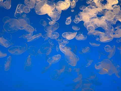 發光水母 4K桌布 · underwater · 3840×2880