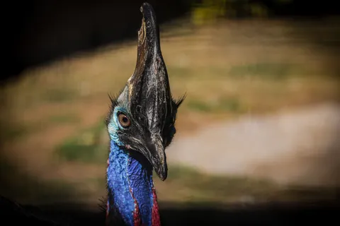 خلفية طائر استوائي بدقة 4K · animals · 3840×2561