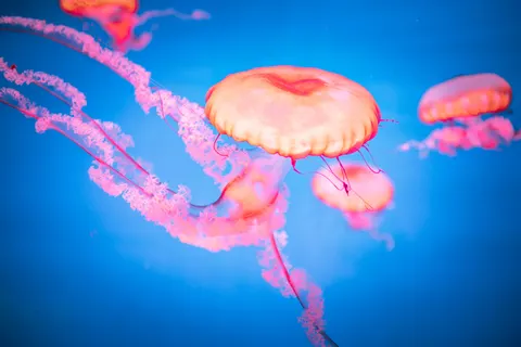 Tapeta Świecąca Meduza 4K · underwater · 3840×2558