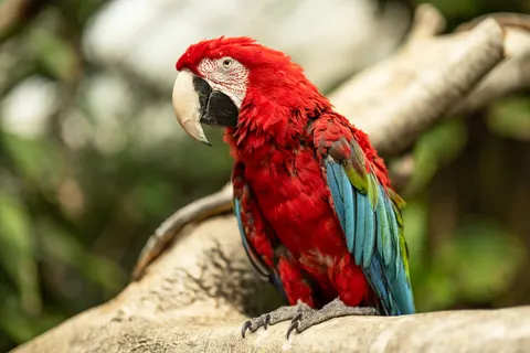 Tropical Bird 4K Wallpaper · animals · 3840×2560