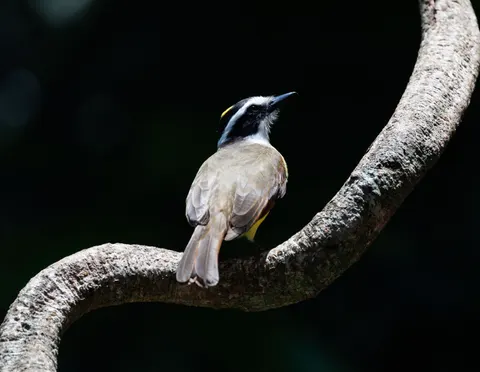 Fond d'écran Oiseau tropical 4K · animals · 3840×2980