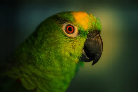 Tropical Bird 4K Wallpaper · animals · 3840×2560