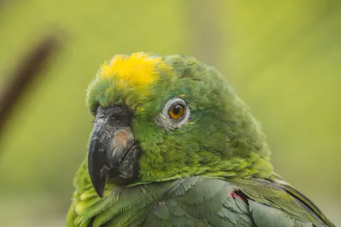 Fond d'écran Oiseau tropical 4K · animals · 3840×2560